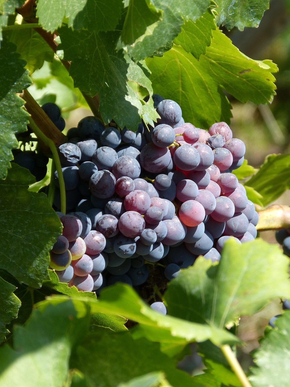 grapes, vineyard, vintage, ripe grapes, priorat