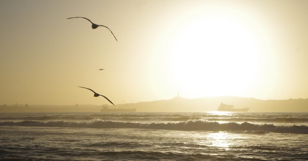 Peaceful sunset over the ocean in La Serena, Chile, with birds and ships on the horizon.